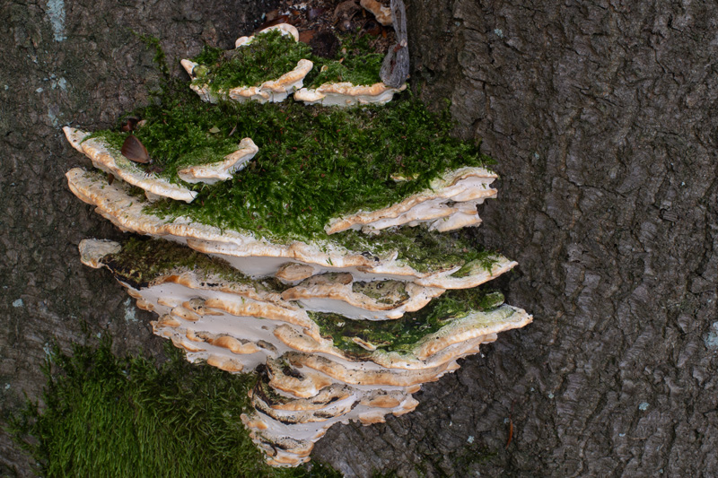 Oxyporus populinus Oxyporus populinus